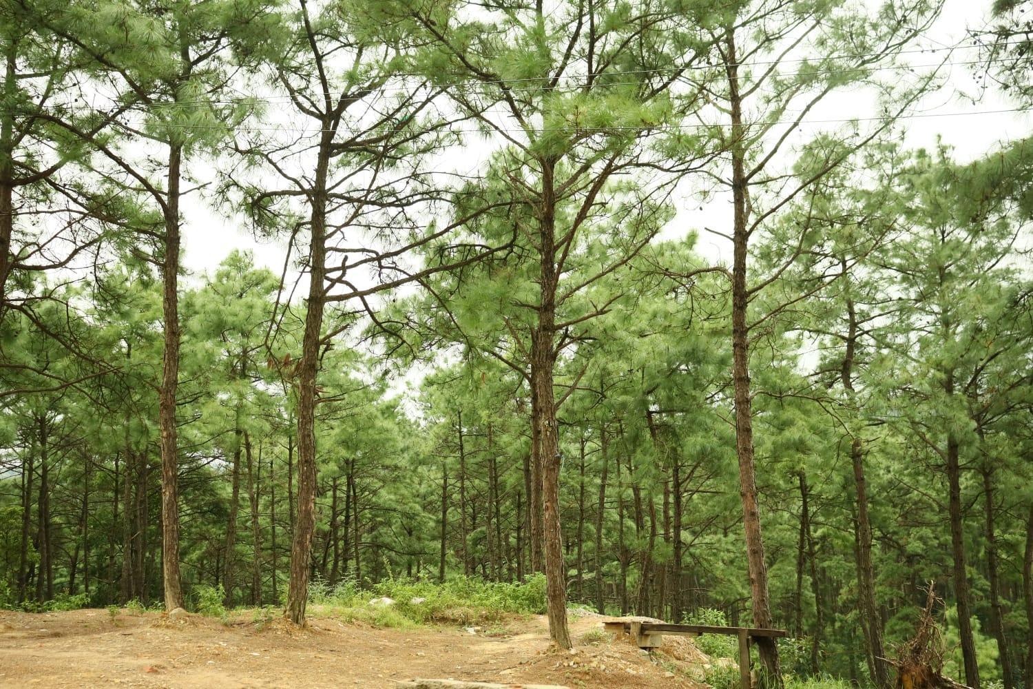 Pine Tree Lodge Shillong Zewnętrze zdjęcie